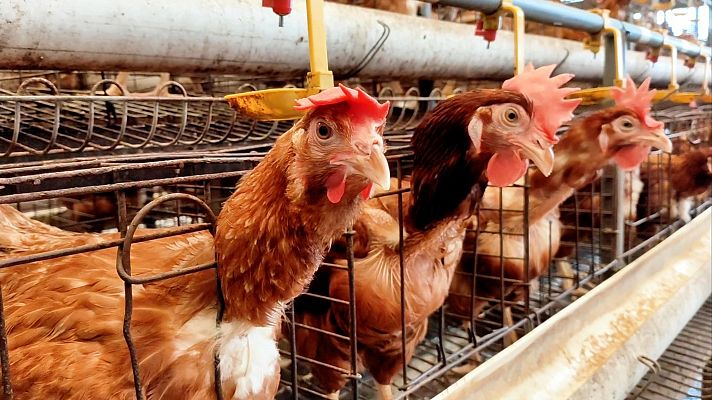 Telediario Fin de Semana - España refuerza sus medidas contra la gripe aviar con la prohibición de criar aves de corral al aire libre