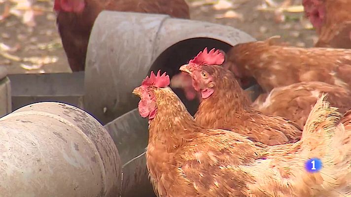 Panorama Regional - Panorama Regional - 10/11/25