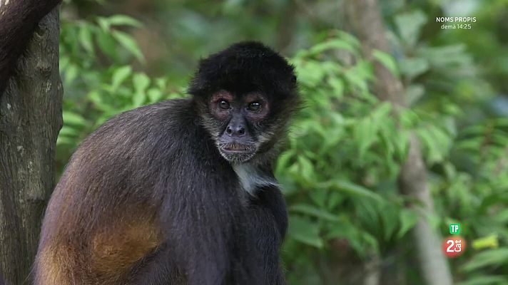 Som Documentals - Els ràpits i els morts