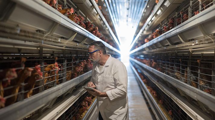 Telediario 1 - Gripe aviar, un riesgo bajo pero posible para los seres humanos