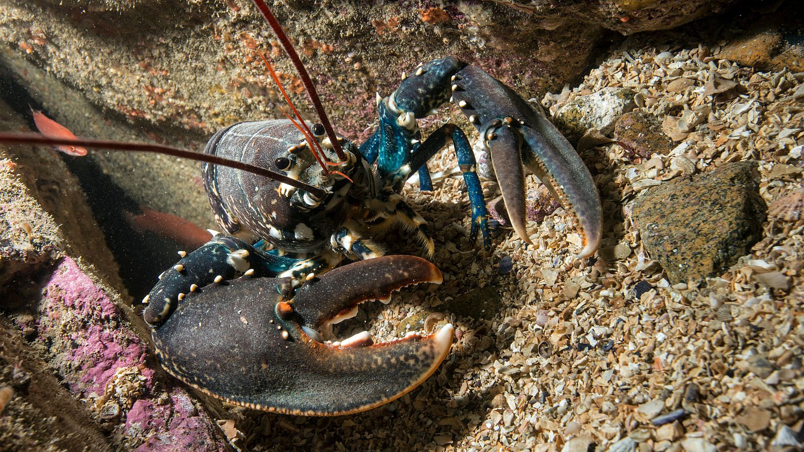 Un método para detectar fraudes en el consumo de marisco - Informativo 24h | Ver