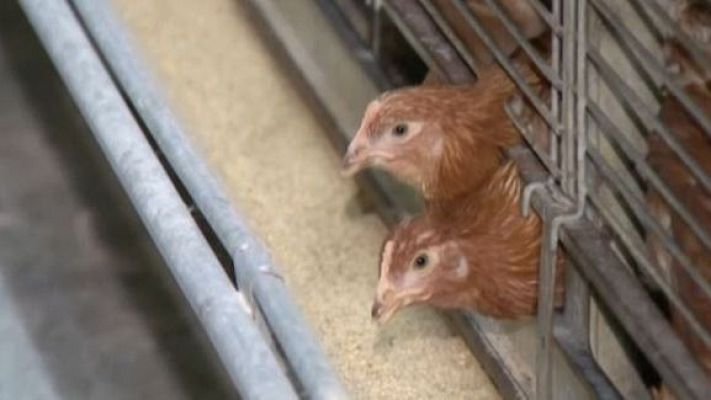 Directo al grano - La gripe aviar y el incremento del precio de los huevos