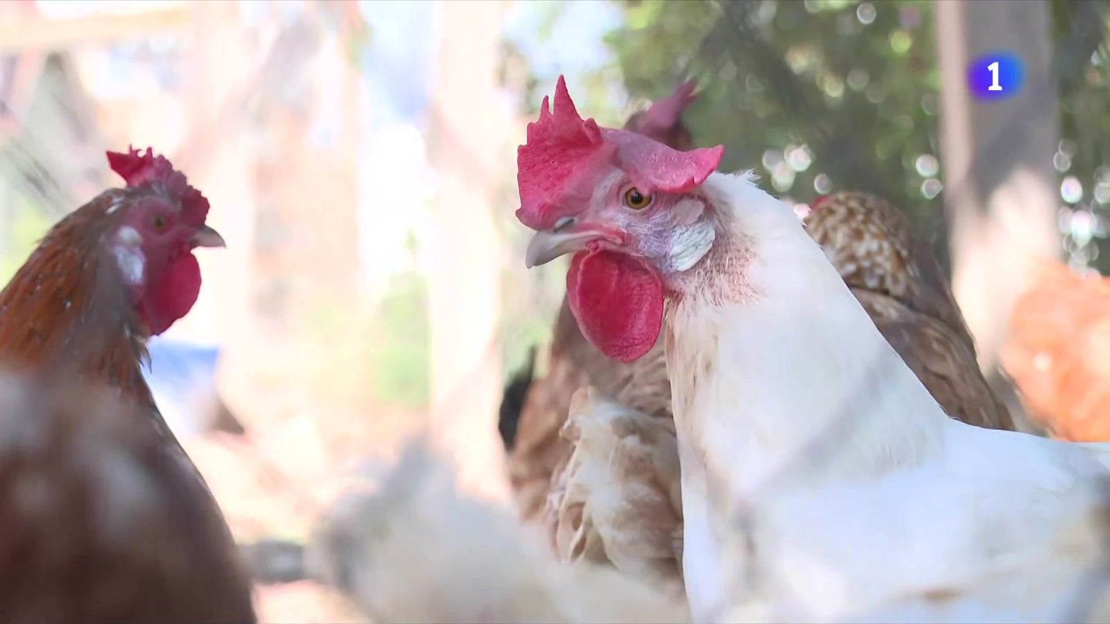 La grip aviària encareix els ous i pressiona el sector avícola - L'Informatiu | Veure