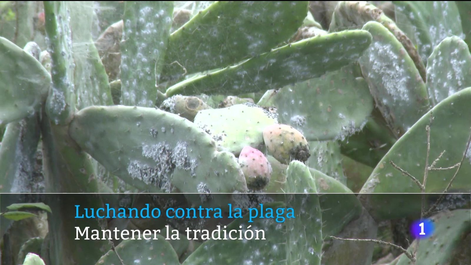 Telecanarias - 11/11/2025 | Ver