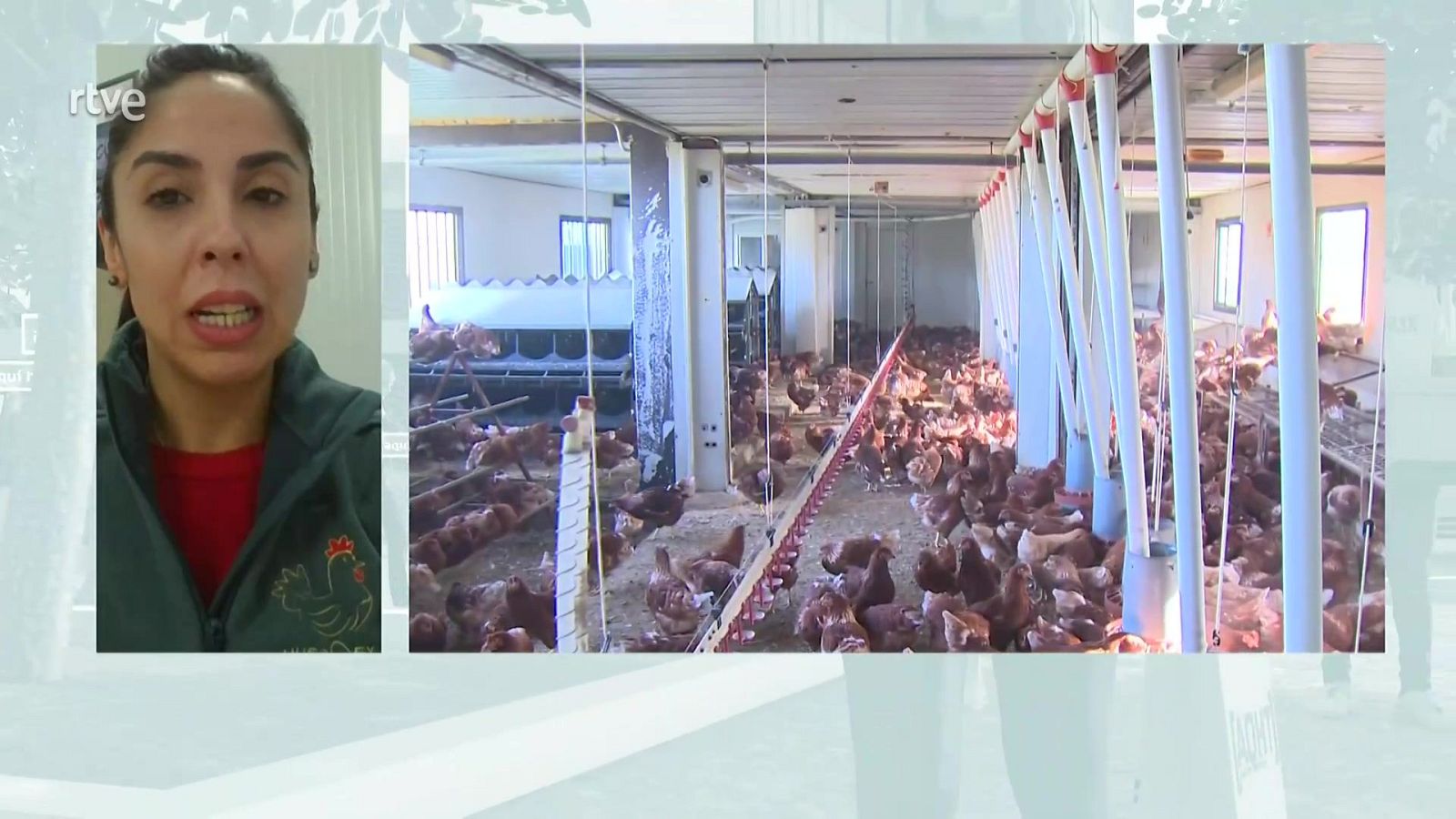 Medidas ante gripe aviar, ¿cómo afectan a los trabajadores? - Aquí hay trabajo | Ver