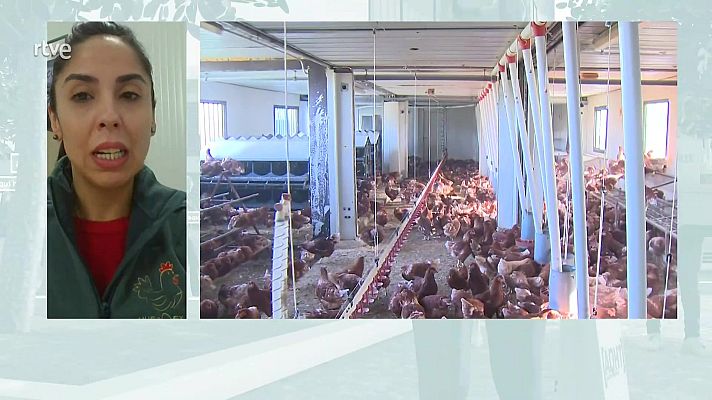 Aquí hay trabajo - Medidas gripe aviar, ¿afectan a los trabajadores?