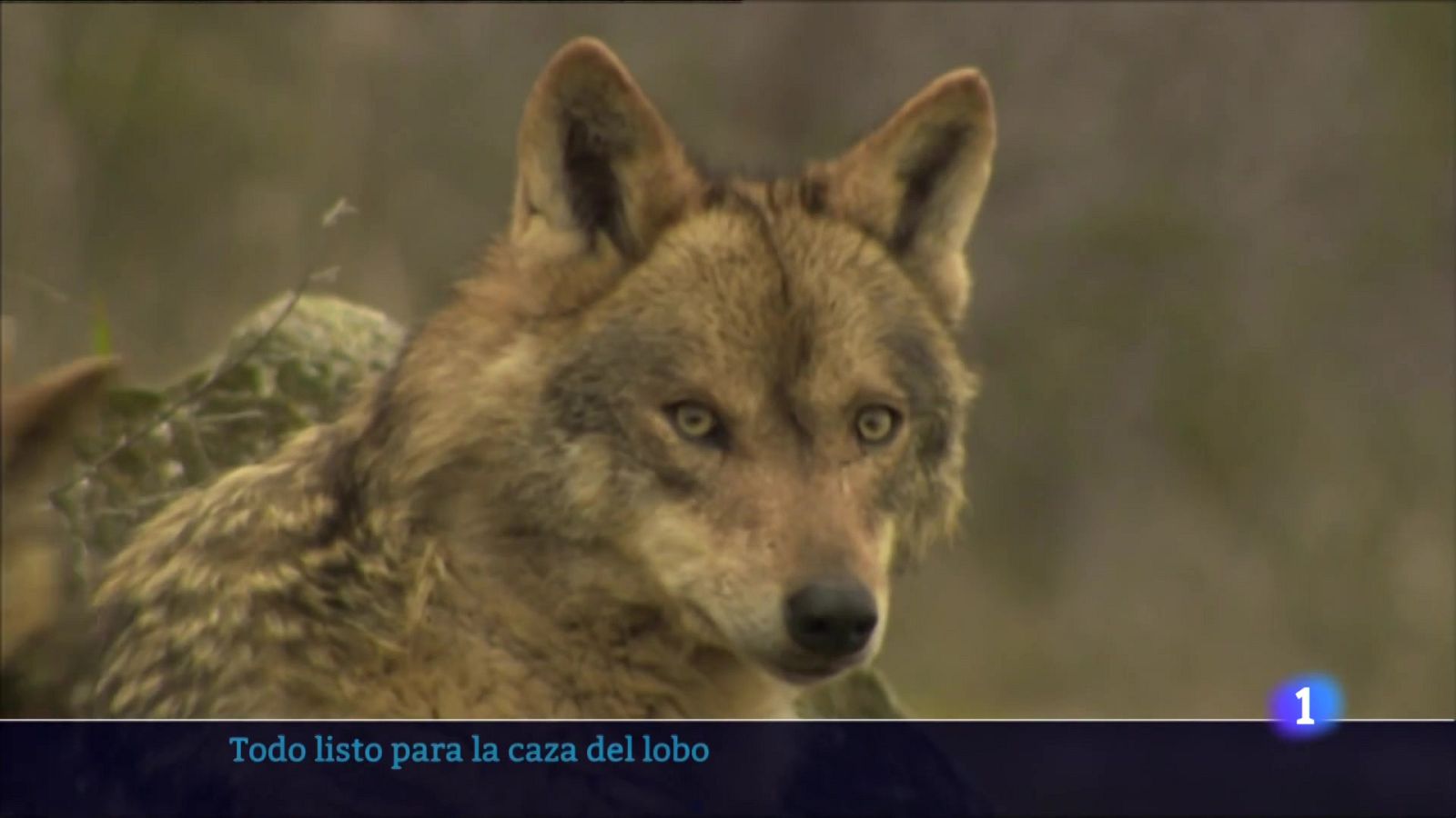 Informativo Telerioja 2 - 14-11-2025 | Ver