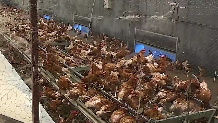 Agrosfera - Agrosfera - 15/11/25