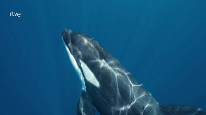 Jara y sedal - El rey del estrecho