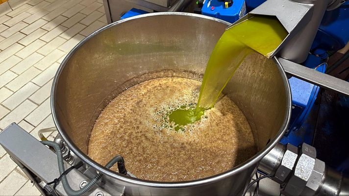 L'Informatiu - Bona arrencada de la collita de l'oliva