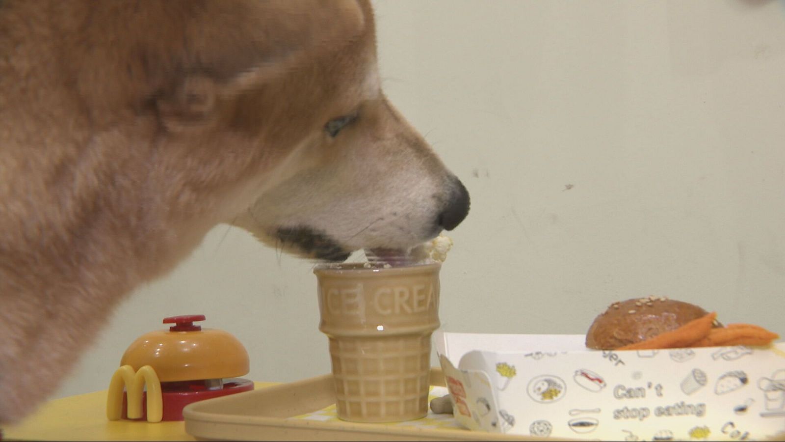 Oci amb les mascotes