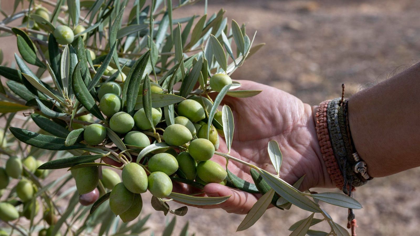Arranca la campaña de recogida de la aceituna | Ver