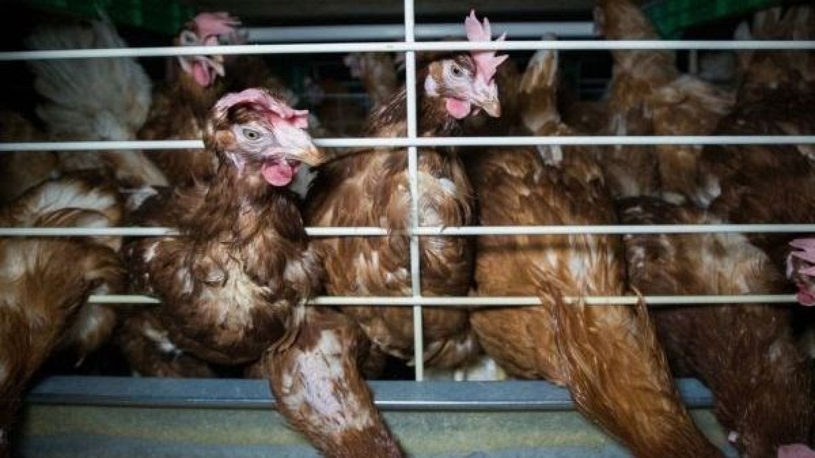 Gripe aviar en España, todo lo que necesitas saber | Ver