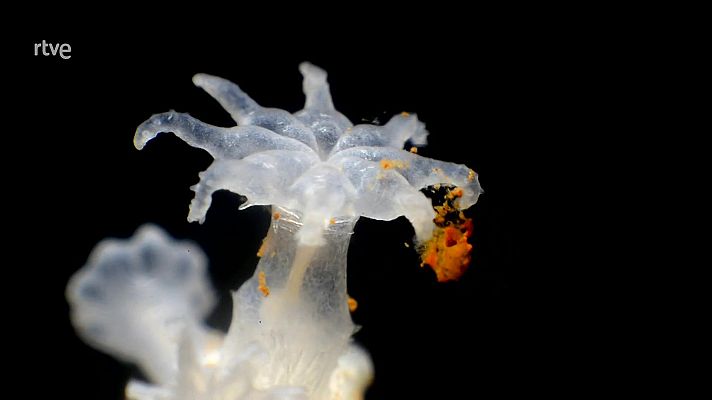 La aventura del Saber - Hay otros mundos. Rubén Duro