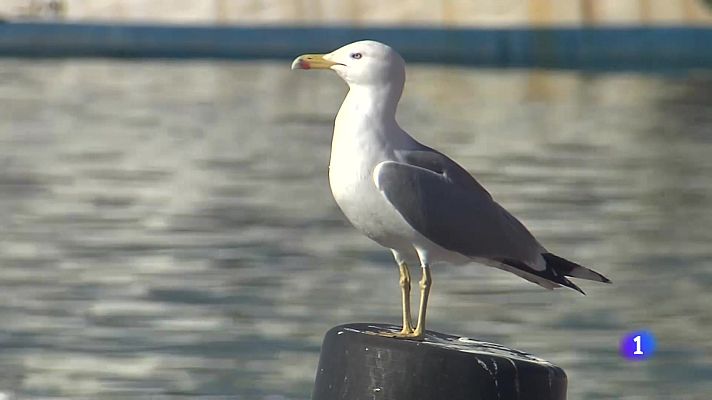 L'informatiu - Comunitat Valenciana - L'Informatiu Comunitat Valenciana 1 - 19/11/25