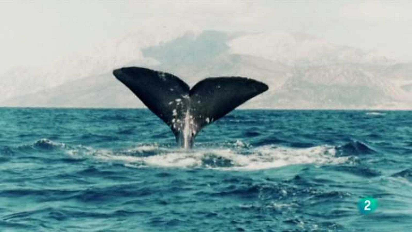 La aventura del saber - 04/02/13 - ver ahora