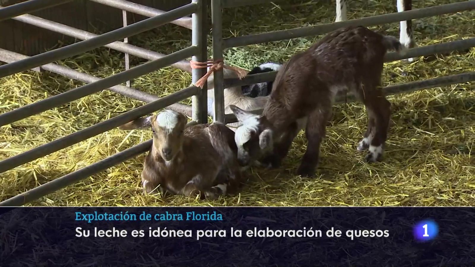 Informativo Telerioja 20-11-2025 | Ver