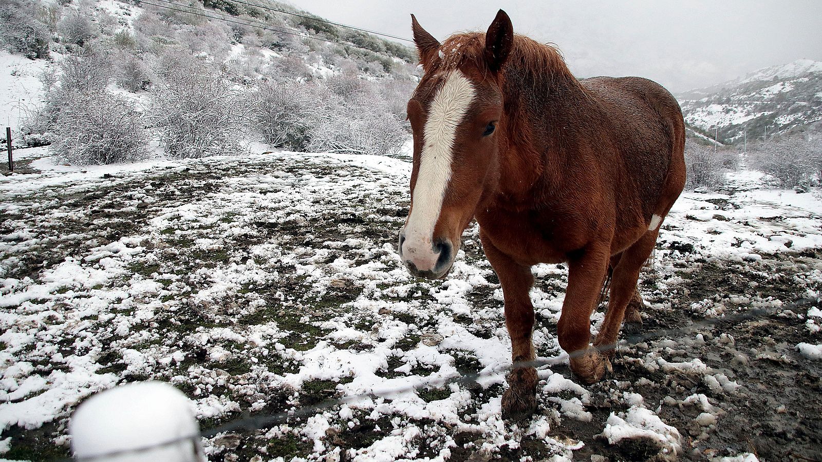 Seis comunidades en aviso naranja por nieve y oleaje - El tiempo | Ver