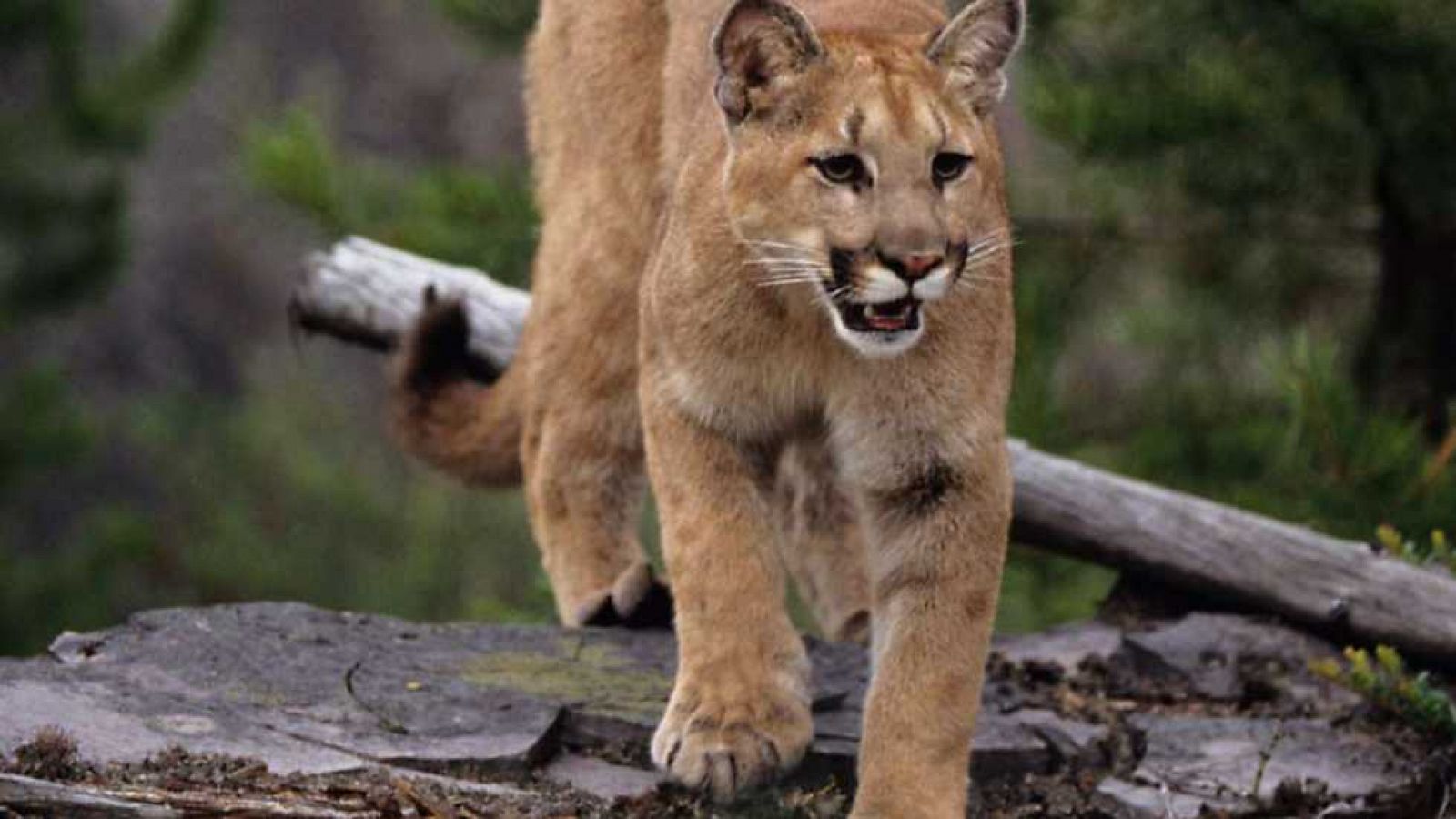 Grandes documentales - El puma norteamericano - Ver ahora