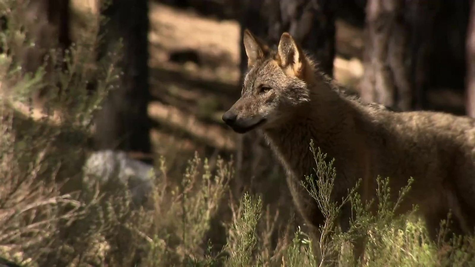 Jara y sedal - Antes del incendio - Jara y sedal | Ver