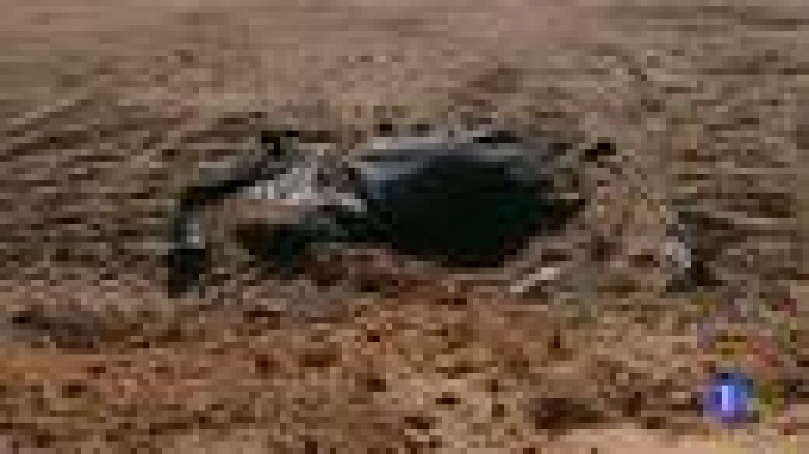 Polémica en la localidad de Punta Umbría, en Huelva, por la caza de perros salvajes