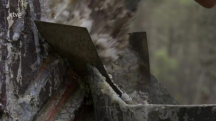 Aquí hay trabajo - Escuela de resineros