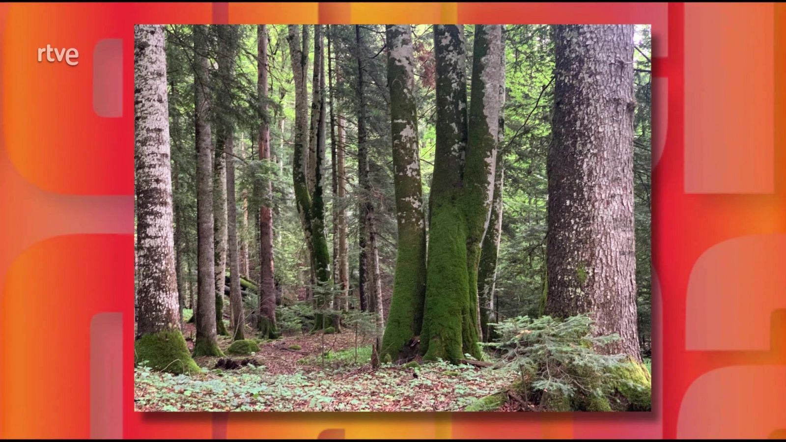 Saber y ganar - 26/11/25 - Saber y ganar | Ver