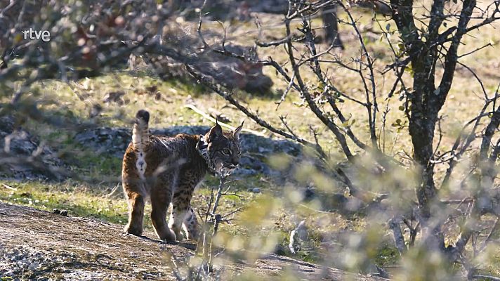 Hijos de Saliega. El retorno del lince ibérico - Episodio 1