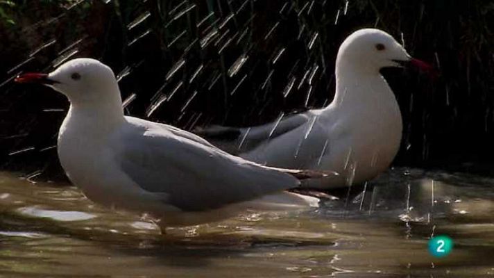 Biodiario - Biodiario - 05/02/13