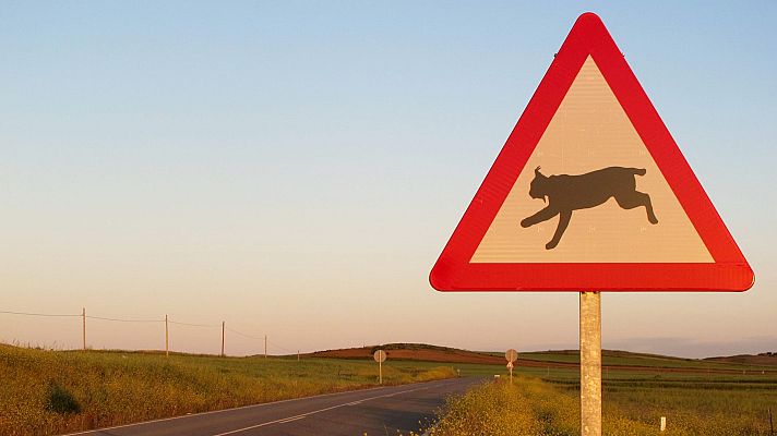 Hijos de Saliega. El retorno del lince ibérico - Episodio 2