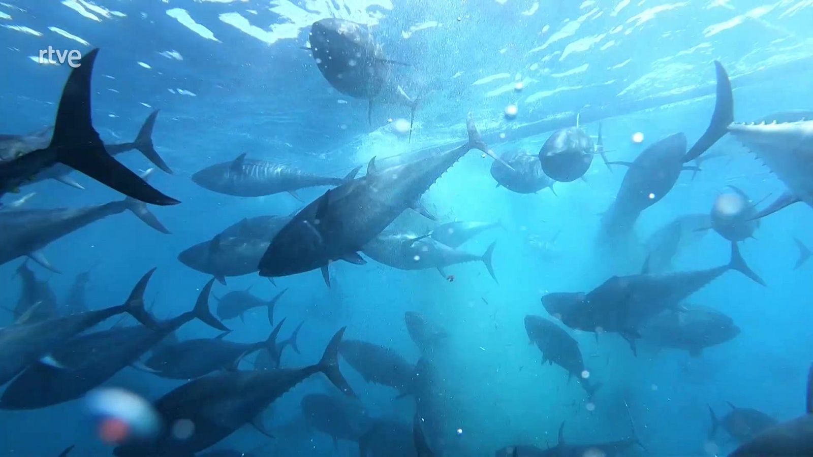 Agrosfera - 29/11/25 - Agrosfera | Ver