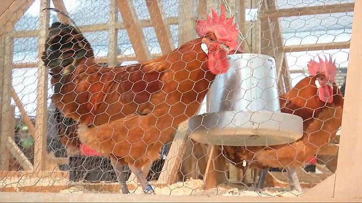 L'Informatiu - Normalitat a la Fira Avícola del Prat de Llobregat