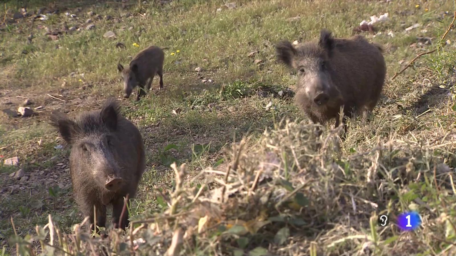 L'informatiu - 29/11/2025