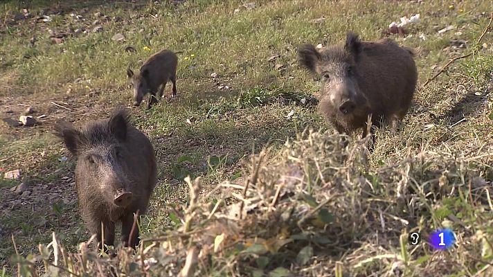 L'Informatiu - L'Informatiu - 29/11/2025