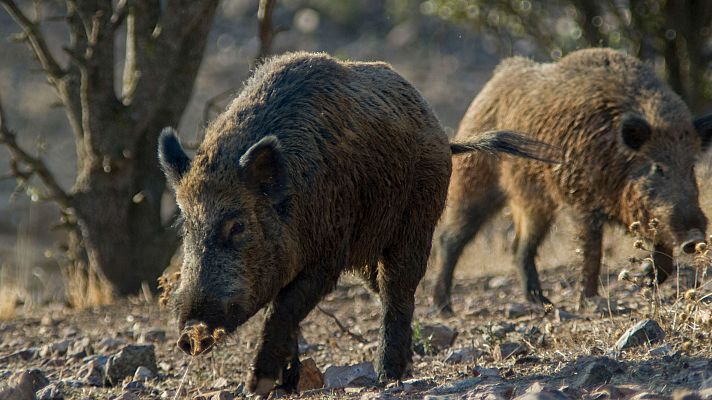 Telediario Fin de Semana - Telediario 1 en 4' - 29/11/25
