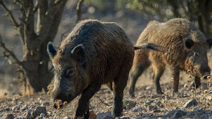 Telediario Fin de Semana - Peste porcina africana: una enfermedad muy contagiosa y letal entre cerdos pero que no afecta a humanos