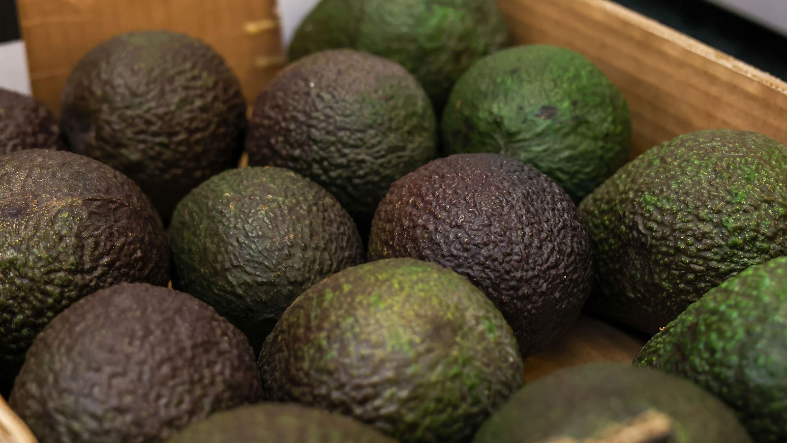 La ruta ilegal del aguacate, de la Península a Canarias | Ver