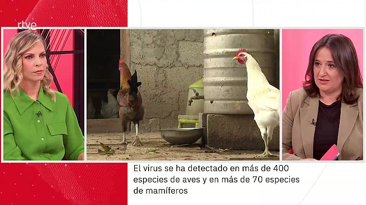 La aventura del Saber - Elisa Pérez Ramírez. Gripe aviar