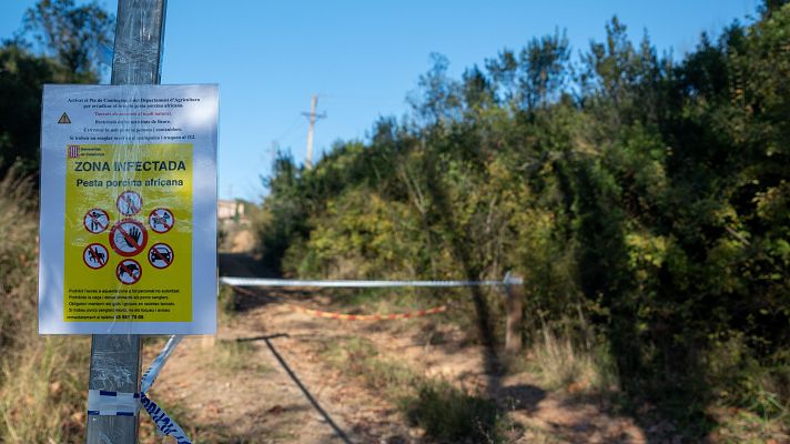 Mañaneros 360 - Cataluña se blinda contra la peste porcina