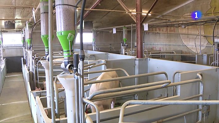 L'Informatiu - El sector porcí es juga 3.000 milions en exportacions