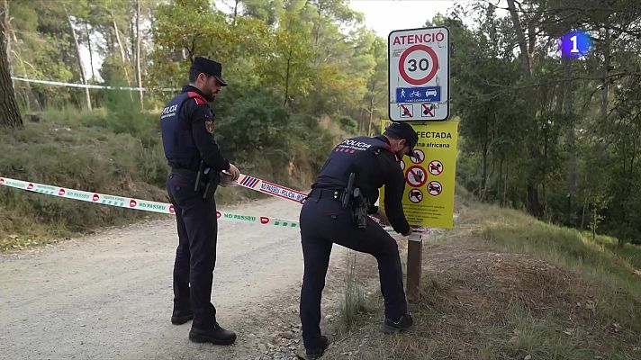 L'Informatiu - La UME entra en acció a Collserola per frenar la pesta porcina africana