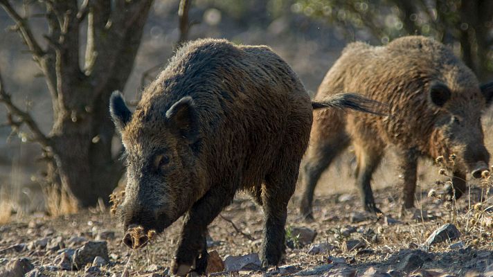 Telediario 1 - Brote de peste porcina en España: el virus solo afecta a jabalíes y sigue contenido