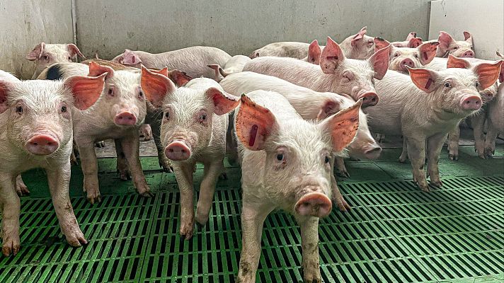 Telediario en lengua de signos - Telediario - 7 horas - 02/12/25 - Lengua de signos