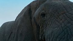 Encuentro con un gigante: un elefante en el safari con la Doctora Fabiola Jones