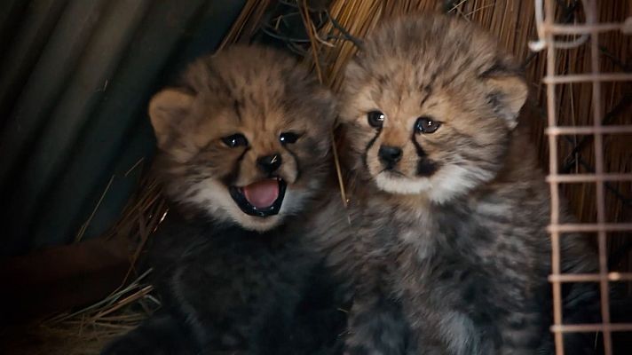 Dra. Fabiola Jones - Los guepardos como nunca los has visto, con la Doctora Fabiola Jones