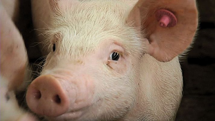 L'Informatiu - Històrica caiguda del preu de la carn de porc per la PPA