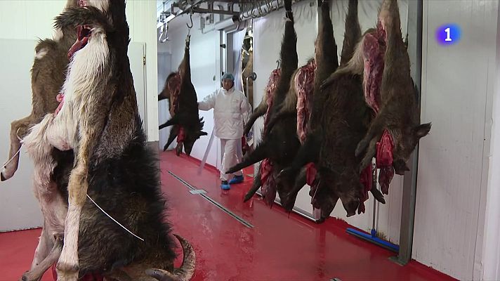 L'Informatiu - La carn de senglar és segura i l'activitat dels escorxadors segueix