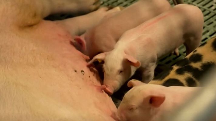 Telediario 2 - La experiencia de Italia con la peste porcina africana