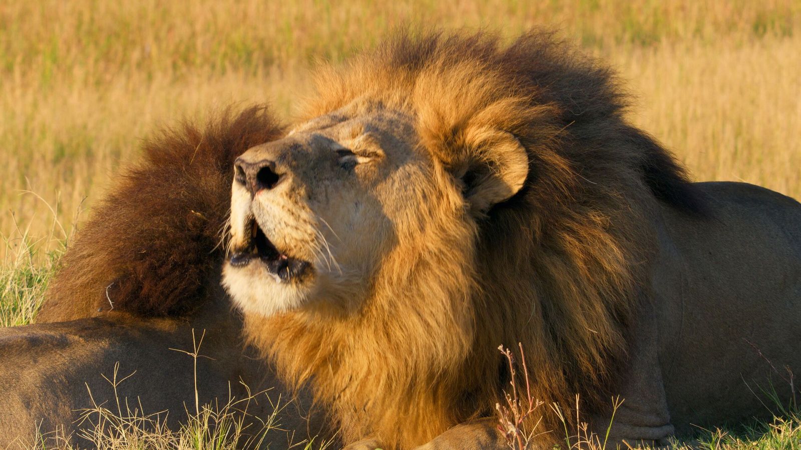 Felinos noche y día - Episodio 1 - Felinos noche y día | Ver