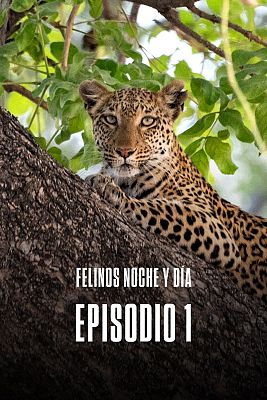 Felinos noche y día - Episodio 1